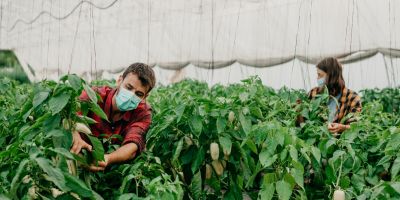 People doing agricultural work during covid