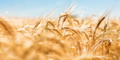 Barley