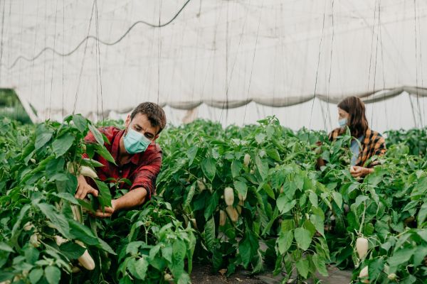 People doing agricultural work during covid